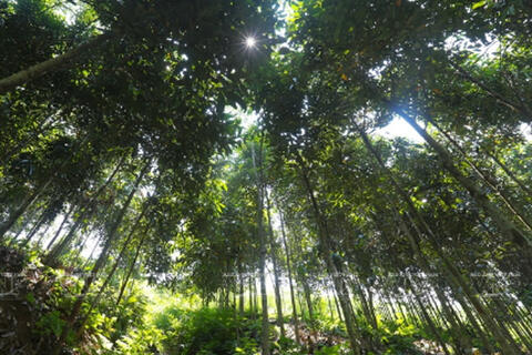Cẩm nang du lịch Chi Lăng