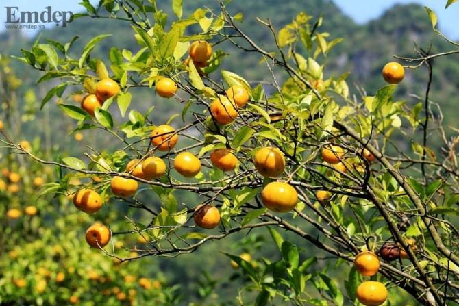 Đặc sản xứ Lạng