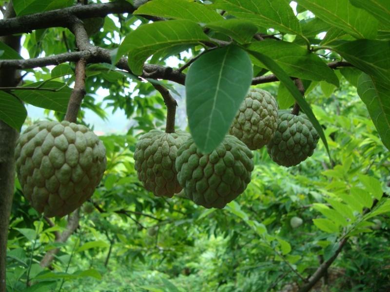 Đặc sản xứ Lạng