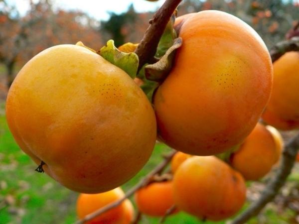Đặc sản xứ Lạng