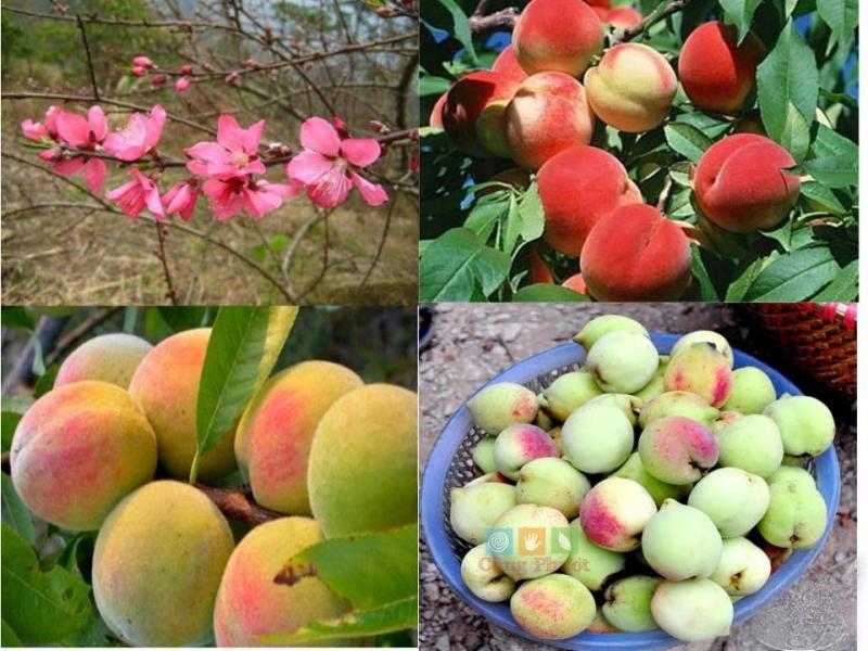 Đặc sản xứ Lạng